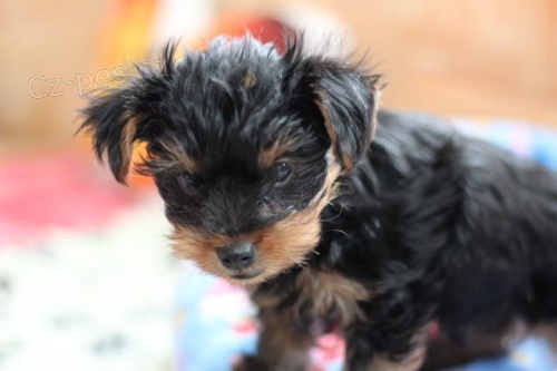 Hrav� jork��rsk� �t���tka k adopci