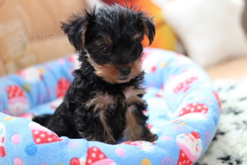 Hrav� jork��rsk� �t���tka k adopci