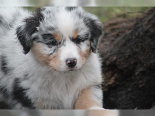 dva �t��ata australsk�ho ov��ka, samec a samice