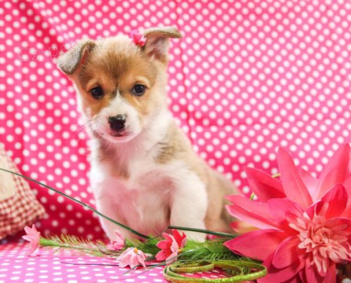 Hrav� vel�sk� Corgi (Pembroke) �t��ata