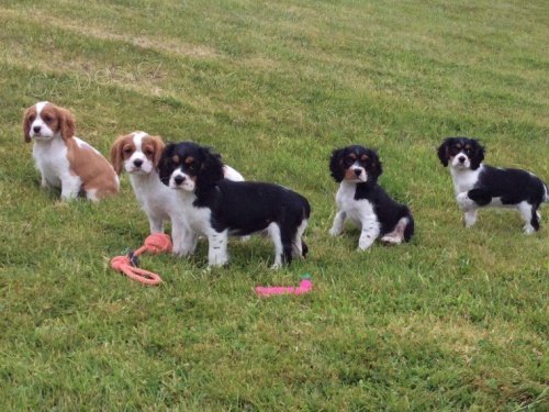 Štěňata kavalír King Charles španěl Štěňata kavalír King Charles španěl