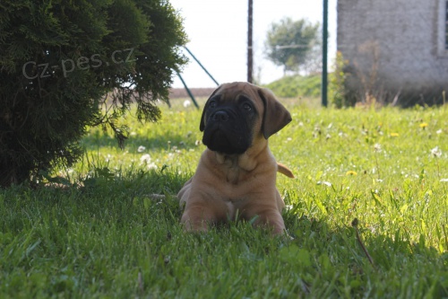 hrav� bullmastif �t��ata �t���tek do nov�ch domov�