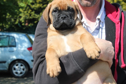 Jorkšírský teriér s PP Jorkšírský teriér s PP