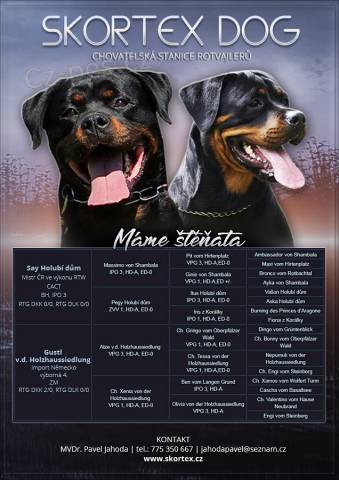 Rotvajler, RTW, rottweiler �t��ata - fenky