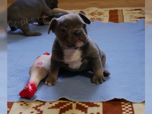 francouzsk� buldo�ek �t��ata k dispozici