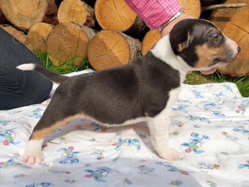 TOP �t�n� miniaturn� bull teri�r PP