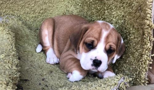 zdrav� �t���tka beagle