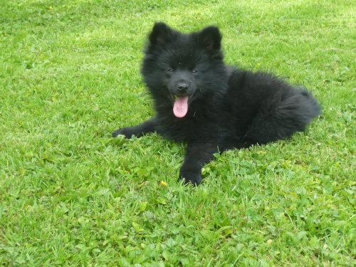 zdrav� �t���tka N�meck� spic