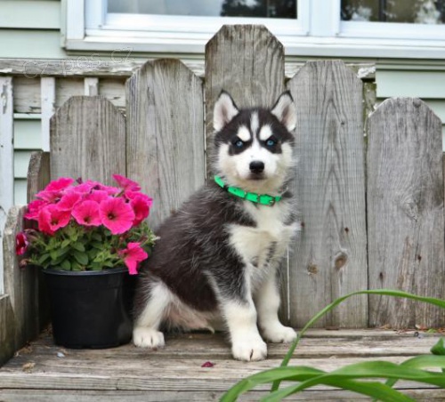 Loaj�ln� �t��ata sibi�sk�ho Husky