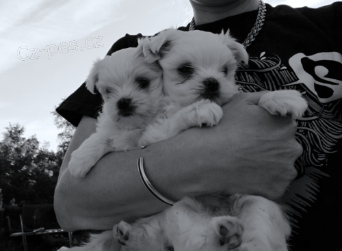 Maltézáček  - Maltézský psík s PP Maltézáček  - Maltézský psík s PP