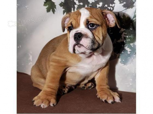 zdrav� �t���tka anglick� buldok