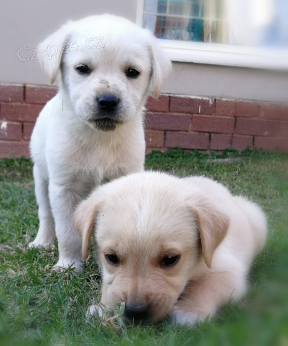 dv� kr�sn� ��nsk� chocholat� d�ti hledaj� nov� domy