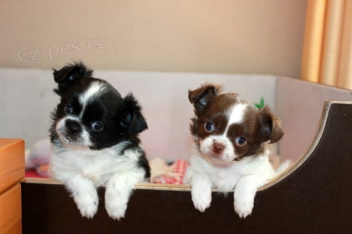 �ivava d�ti k dispozici