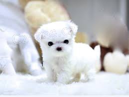 Vyškolená a registrovaná maltská štěňátka Vyškolená a registrovaná maltská štěňátka