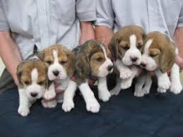 Krásná štěňátka Beagle Krásná štěňátka Beagle