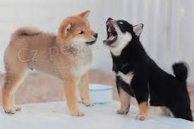 Vyškolení a registrovaní štěňata Shiba Inu Vyškolení a registrovaní štěňata Shiba Inu