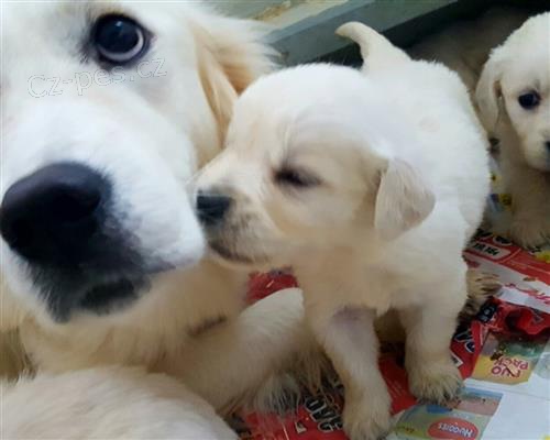 zdravá štěňátka ZLATÝ RETRIEVER zdravá štěňátka ZLATÝ RETRIEVER