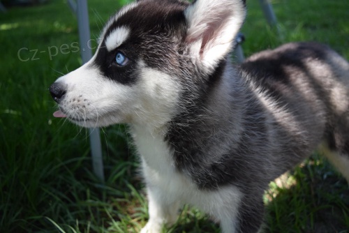 modr� o�i �t��ata sibi�sk� husky k dispozici