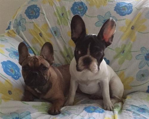 zdrav� �t���tka francouzsk� buldo�ek