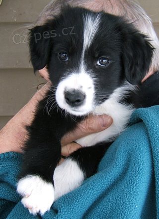 kr�sn� �t��ata Border kolie hled� dobr� domov