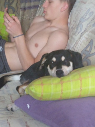 Daruji fenku k��ence