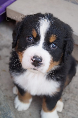 Bernsk� sala�nick� pes