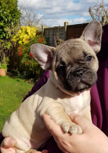 Maltsk� �t���tka