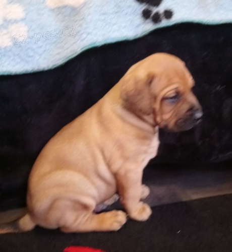 zdrav� �t��ata bullmastiff k dispozici