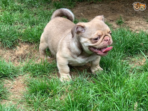 Mops �t��ata p�ipravena.