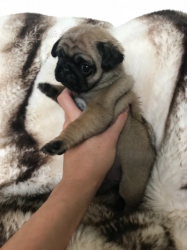 mops �t��ata k dispozici