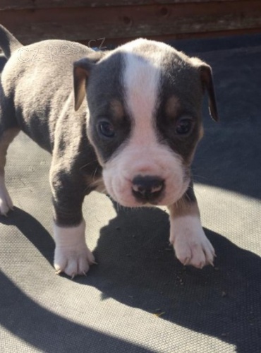 zdrav� americk� buldok �t��ata p�ipraven j�t.