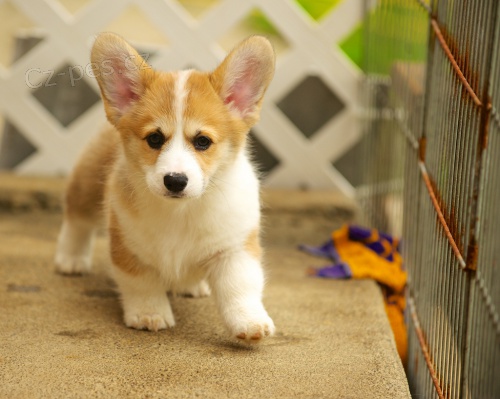 loaj�ln� vel�tina Corgi (Pembroke) �t��ata