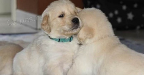 K dispozici �t��ata zlat�ho retr�vra ve v�ku 12 t�dn�