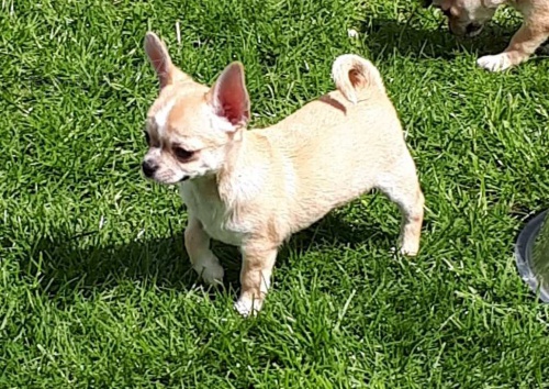 �ivava kr�tko i dlouhosrst� s PP