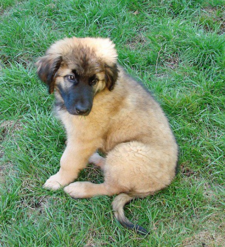 �t��ata leonberger p�ipraveni na nov� domov