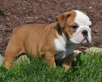 anglick� buldok �t��ata k dispozici za dobr� ceny