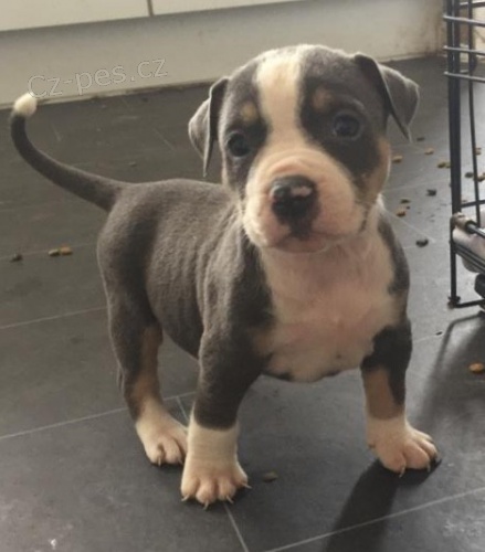 velmi kr�sn� a zdrav� �t���tka p�ipravena na nov� domov