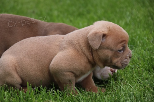  zdrav� �t��ata anglick� buldok