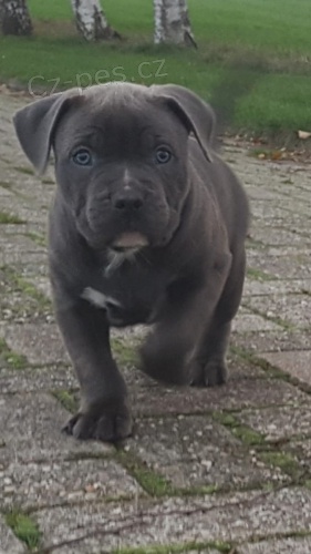 12 t�dn� pitbull teri�r �t��ata nyn� hledaj� p�em�st�n�, pros�m, pokud m�te prostor pro n� m��ete kontaktovat pro v�ce informac� a obr�zk�