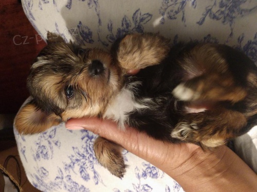 ��asn� drobn� 😍 yorkie ��lek �t��ata