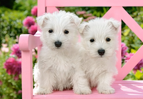 West Highland White Terrier �t��ata