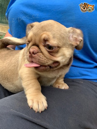 m�me p�ipraven� kr�sn� �t���tka