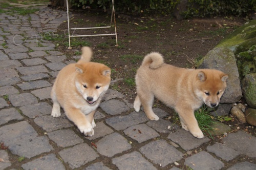 �t��ata shiba inu ve v�ku 12 t�dn� a zdrav� registrovan� p�ipravena k n�vratu