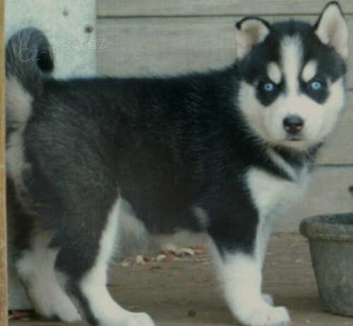 sibi�sk� husky �t��ata modr� o�i (3 m�s�ce star�) k dispozici pro nov� domovy