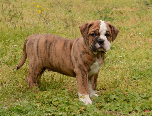 Kontinent�ln� buldok