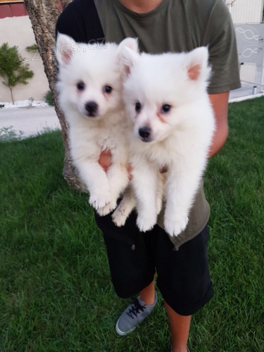 N�meck� �pic �t��ata hledaj� sv� nov� nav�dy domov