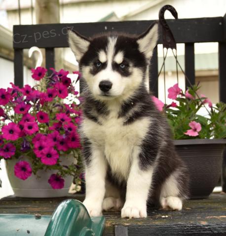 Loaj�ln� �t��ata sibi�sk�ho Husky