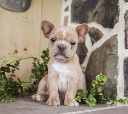 Kr�sn� �t��ata francouzsk�ho buldo�ka