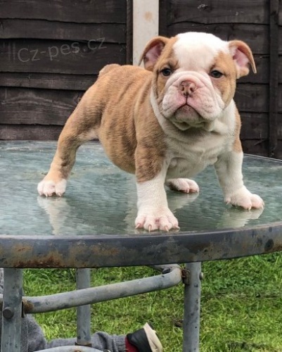 moje roztomil� �t���tka p�ipravena k adopci