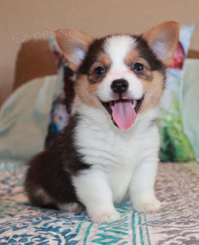 sladk� registrovan� �t��ata Pembroke vel�sk� corgi l! 11 t�dn� a jsou p�ipraveni na nov� domy! byli pravideln� od�ervov�ni, m�li 1. veterin�rn� zkou�ku s 1. o�kov�n�m �t��at a prevenc� dirofilari�.